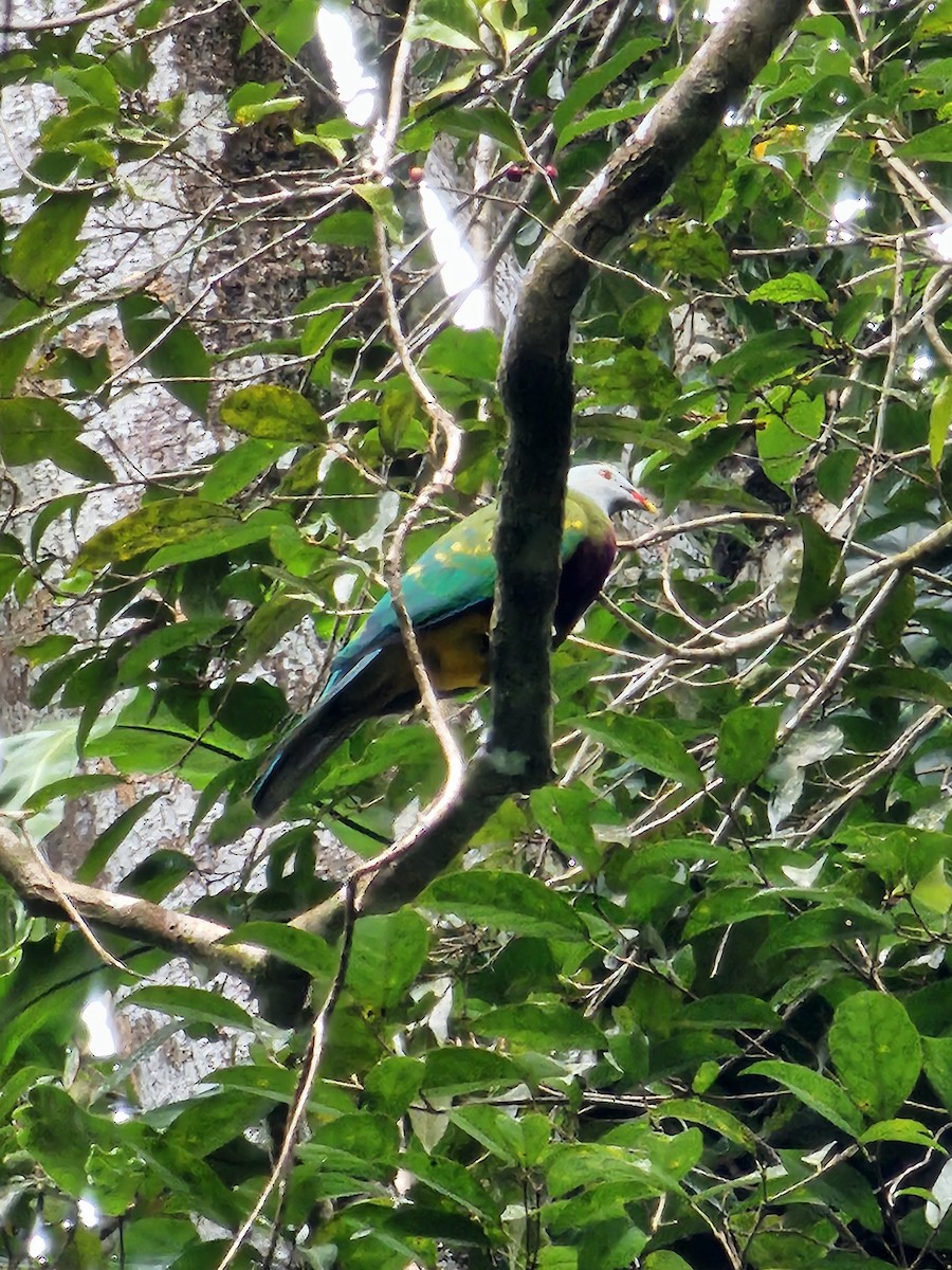 Wompoo Fruit-Dove - ML633611685