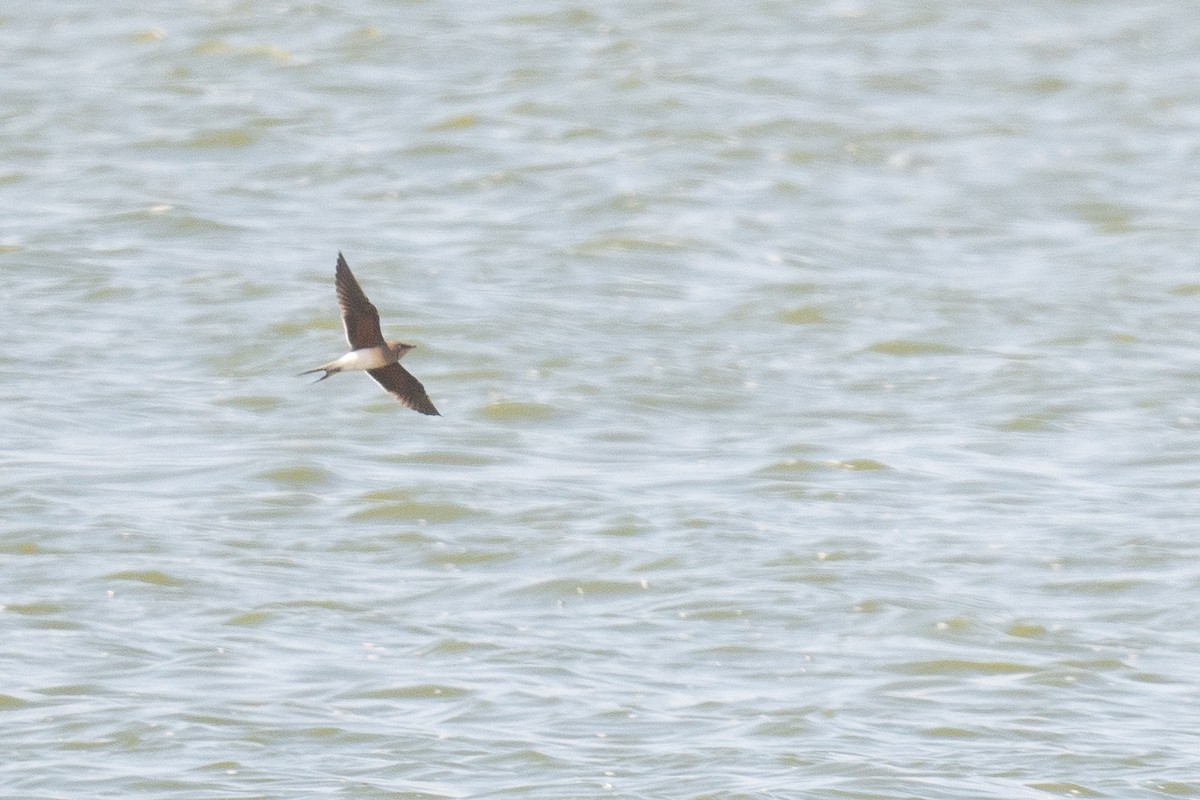 Collared Pratincole - ML633611723