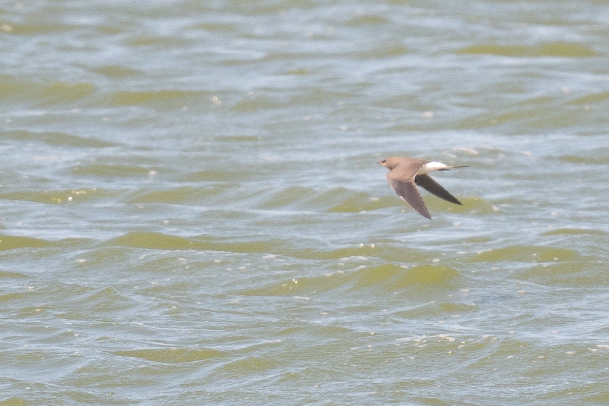 Collared Pratincole - ML633611725