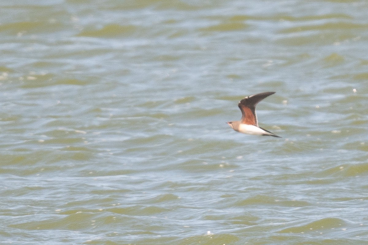 Collared Pratincole - ML633611726
