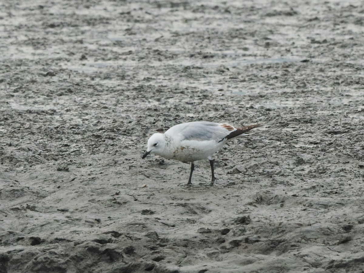 Relict Gull - ML633611741