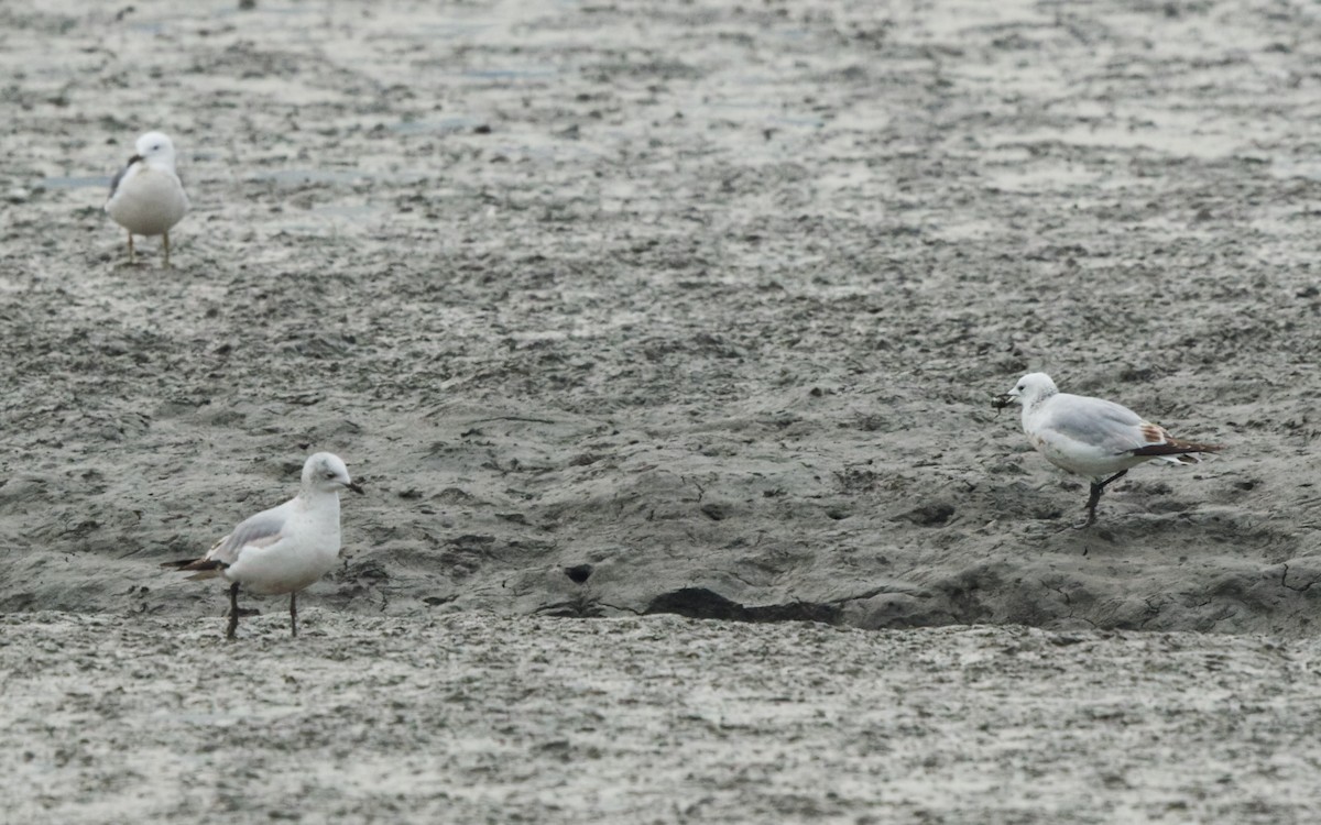 Relict Gull - ML633611742