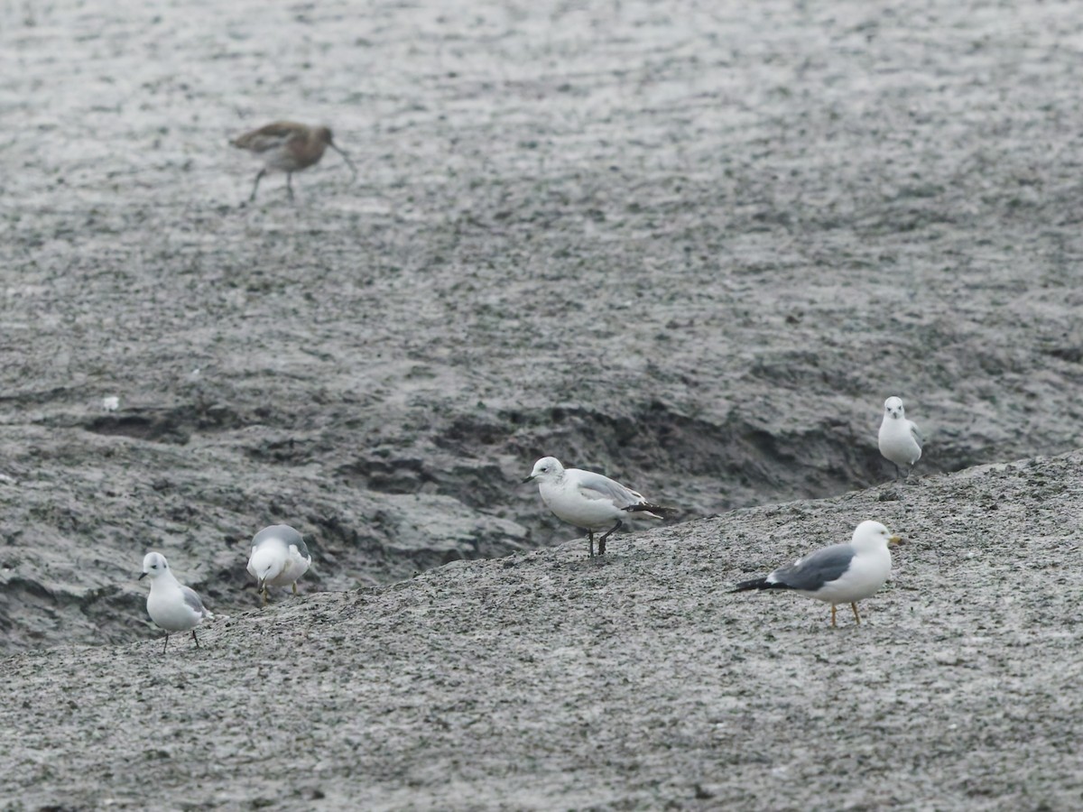 Relict Gull - ML633611745