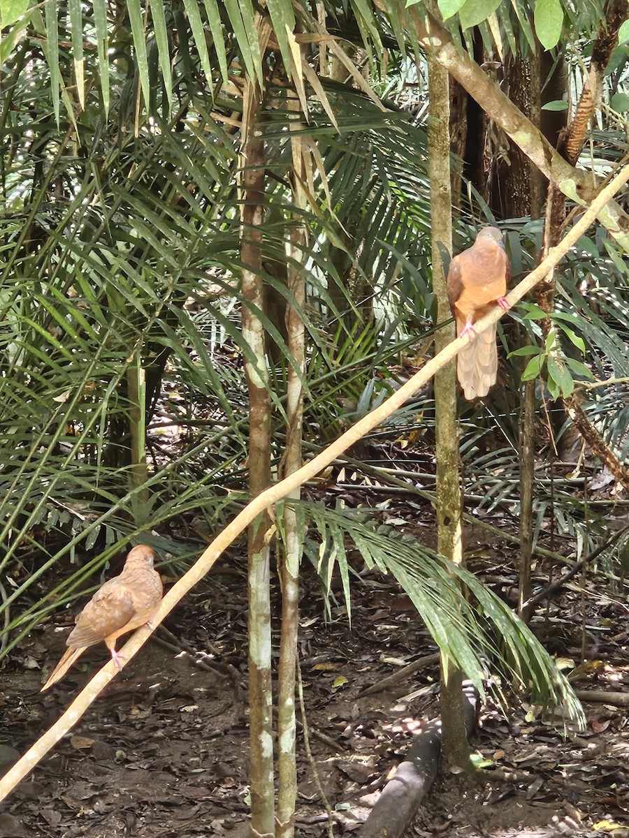 Brown Cuckoo-Dove - ML633611750