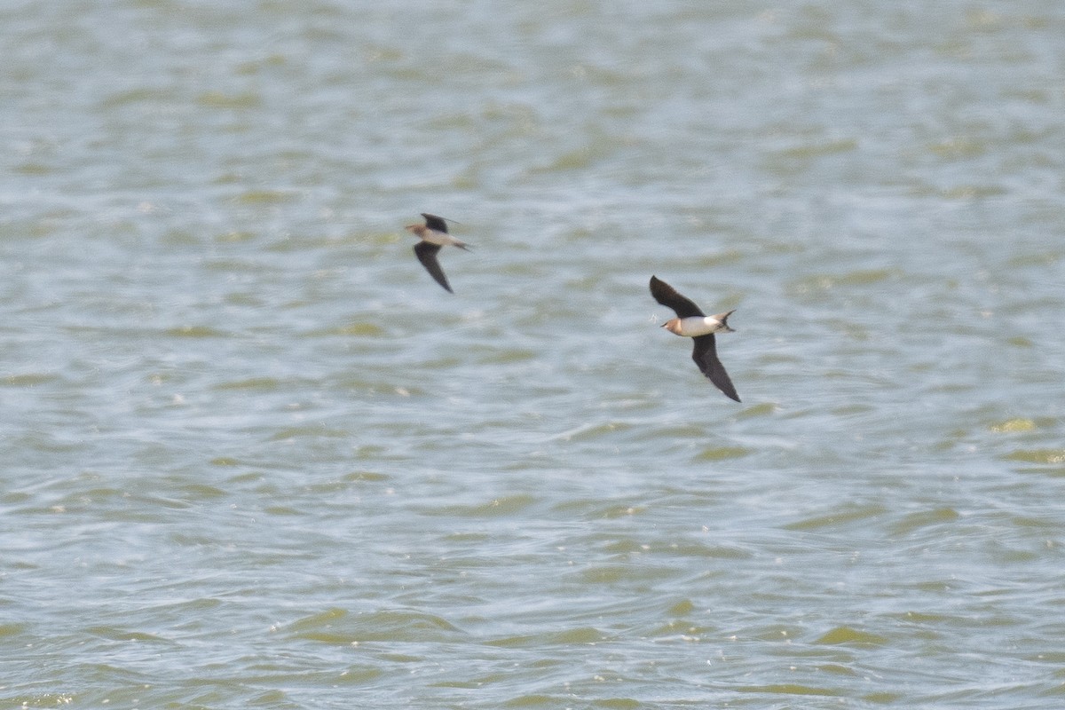 Black-winged Pratincole - ML633611763