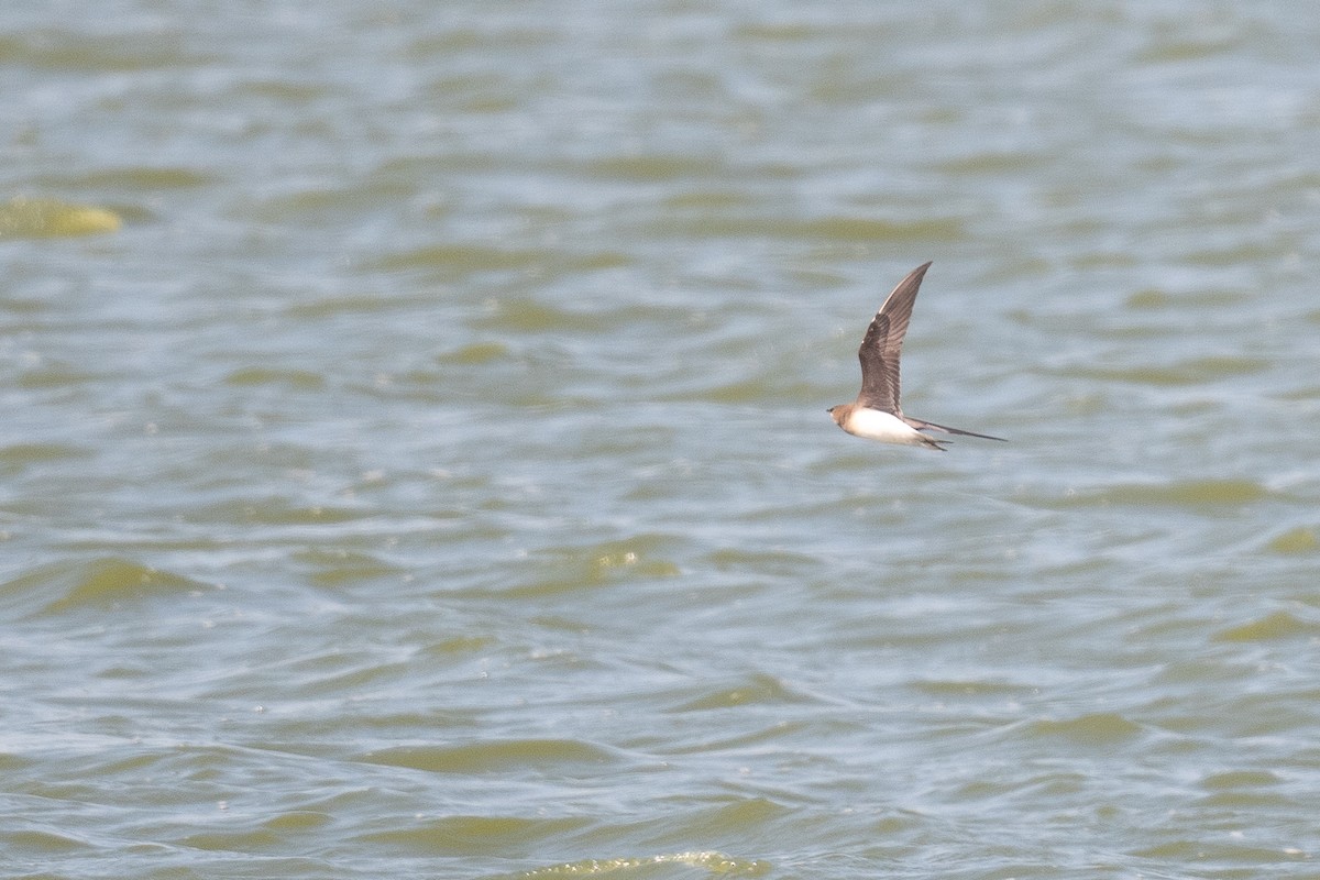 Black-winged Pratincole - ML633611764