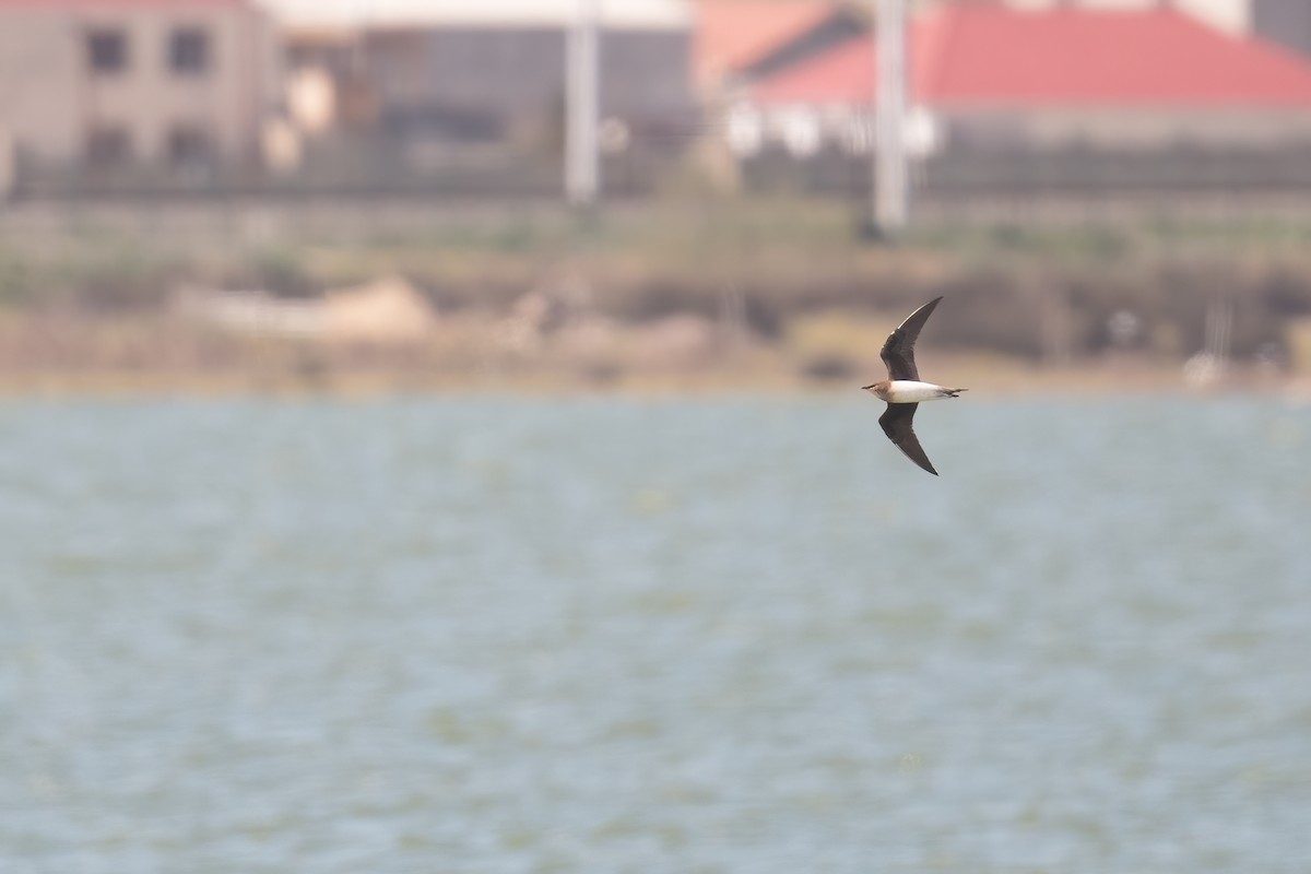 Black-winged Pratincole - ML633611765