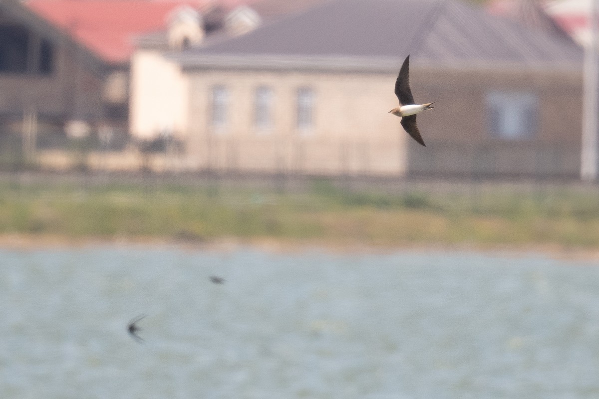 Black-winged Pratincole - ML633611766