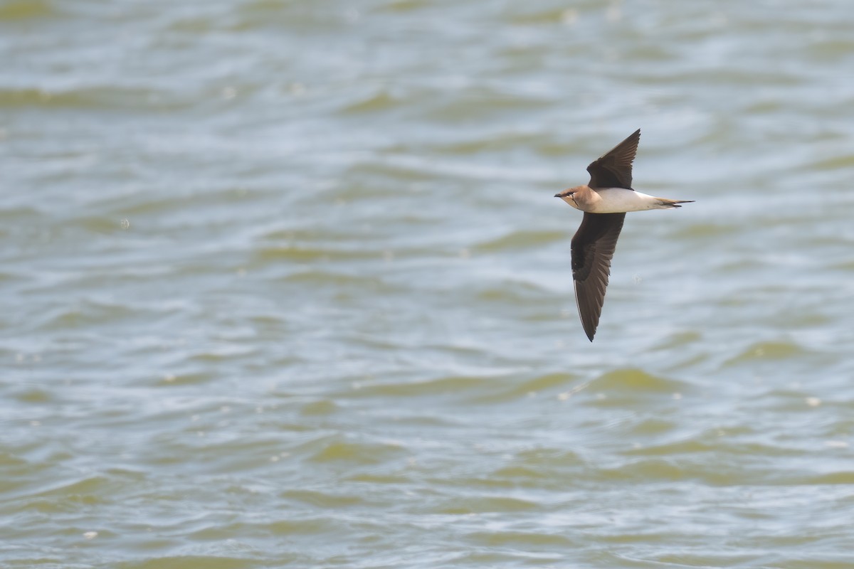 Black-winged Pratincole - ML633611767