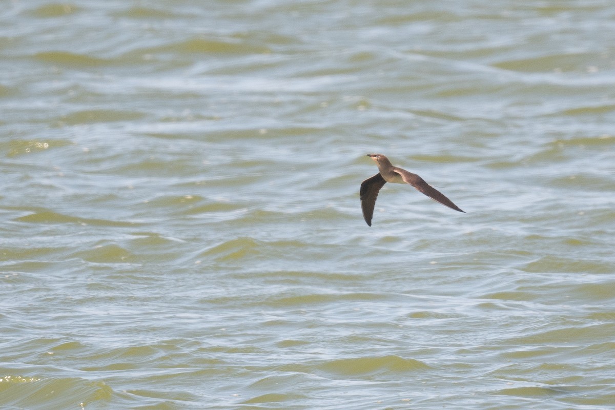 Black-winged Pratincole - ML633611768