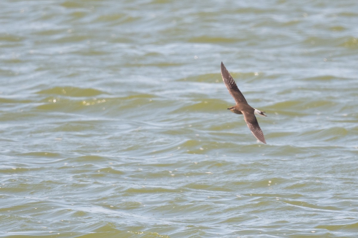 Black-winged Pratincole - ML633611769