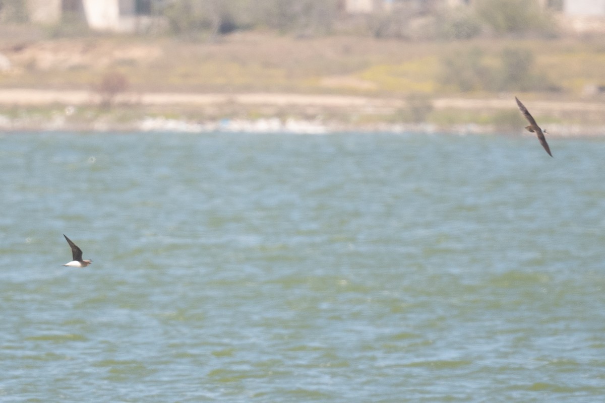 Black-winged Pratincole - ML633611770