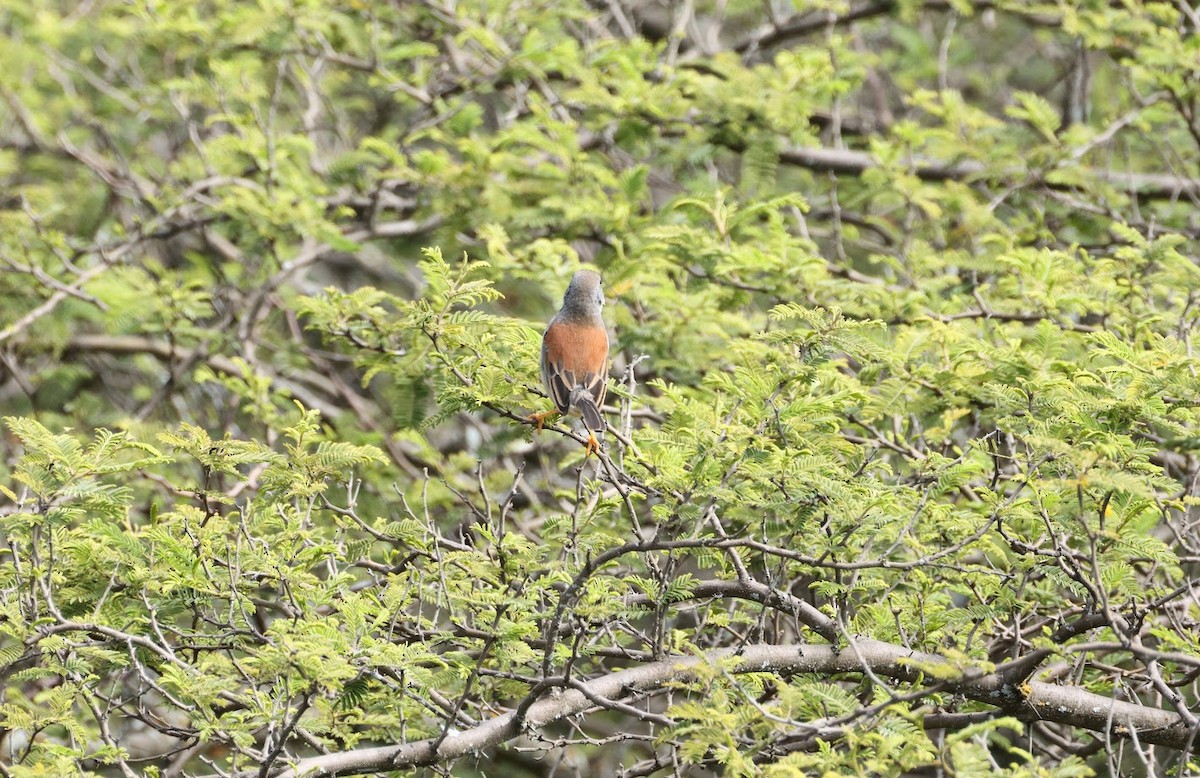 Buff-bridled Inca-Finch - ML633611817