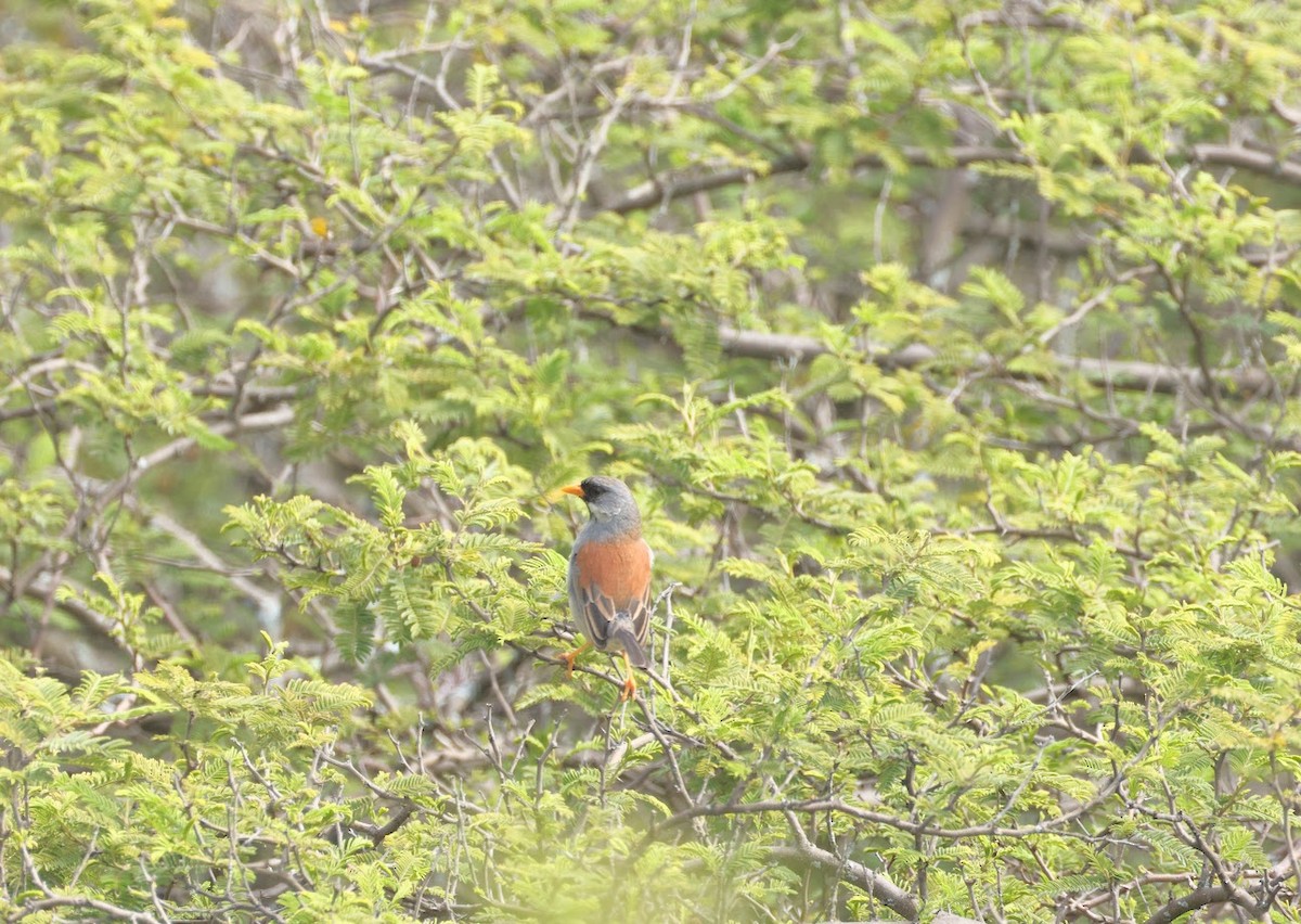 Buff-bridled Inca-Finch - ML633611818