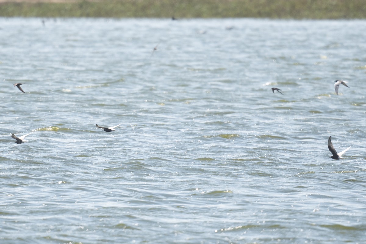 Буурал хараалай - ML633611822