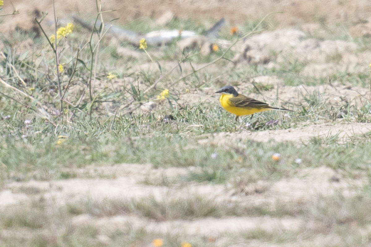 Western Yellow Wagtail (thunbergi) - ML633611831