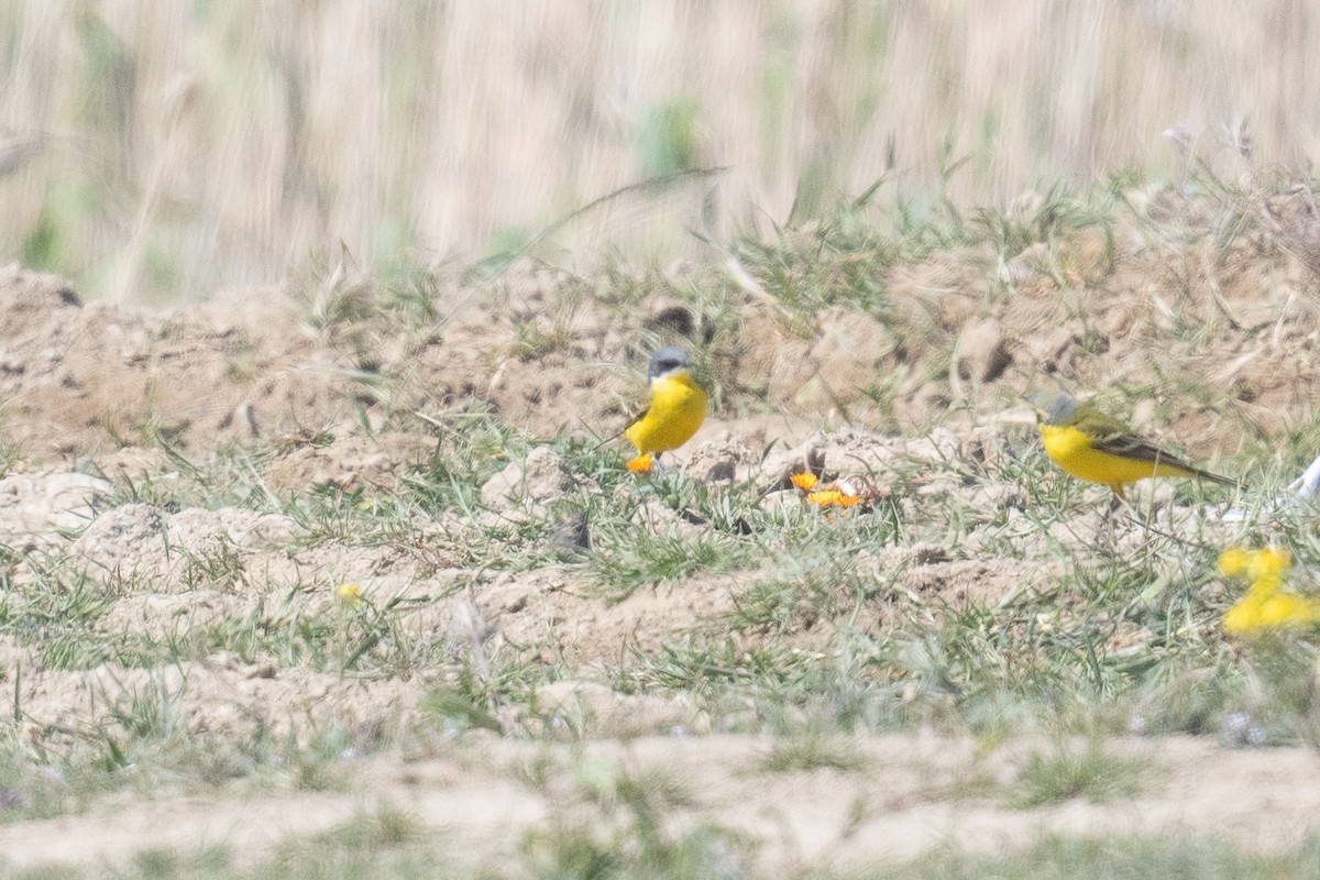 Western Yellow Wagtail (thunbergi) - ML633611832