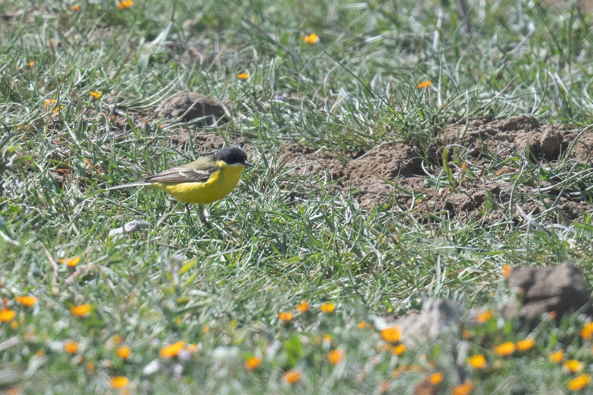 Western Yellow Wagtail (feldegg) - ML633611874