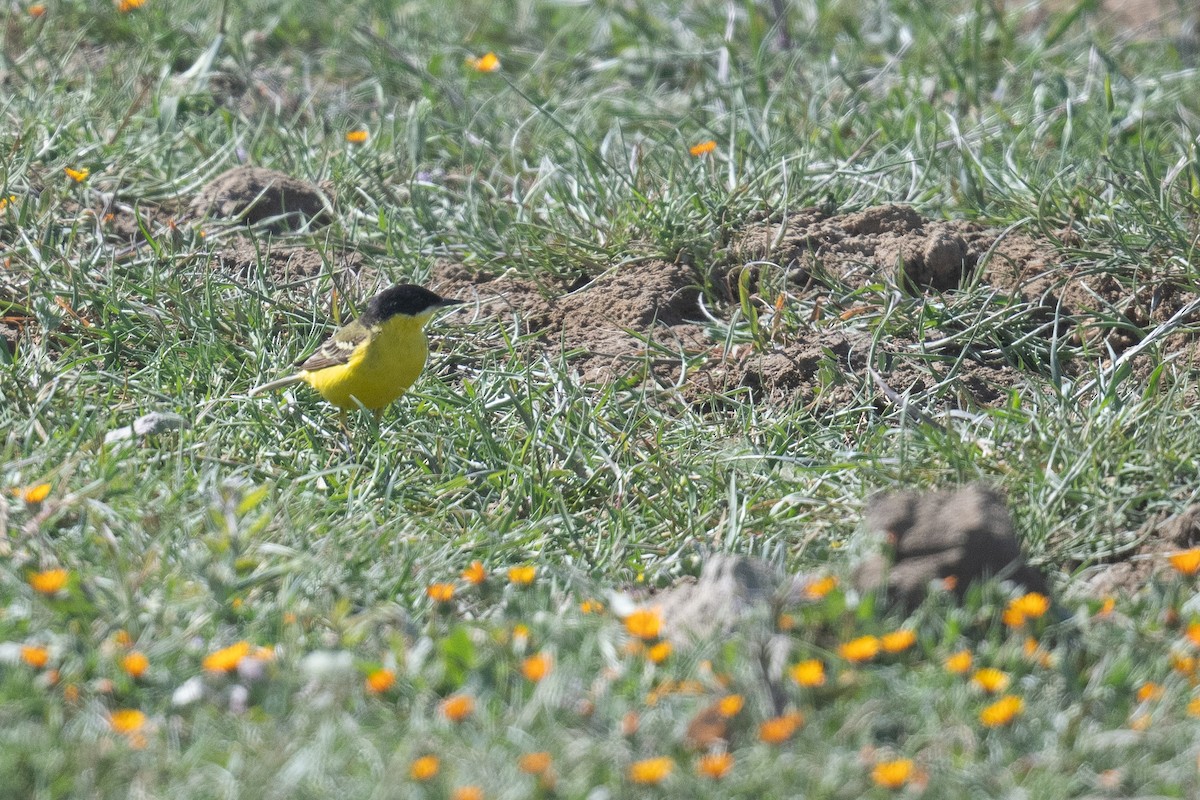Western Yellow Wagtail (feldegg) - ML633611876