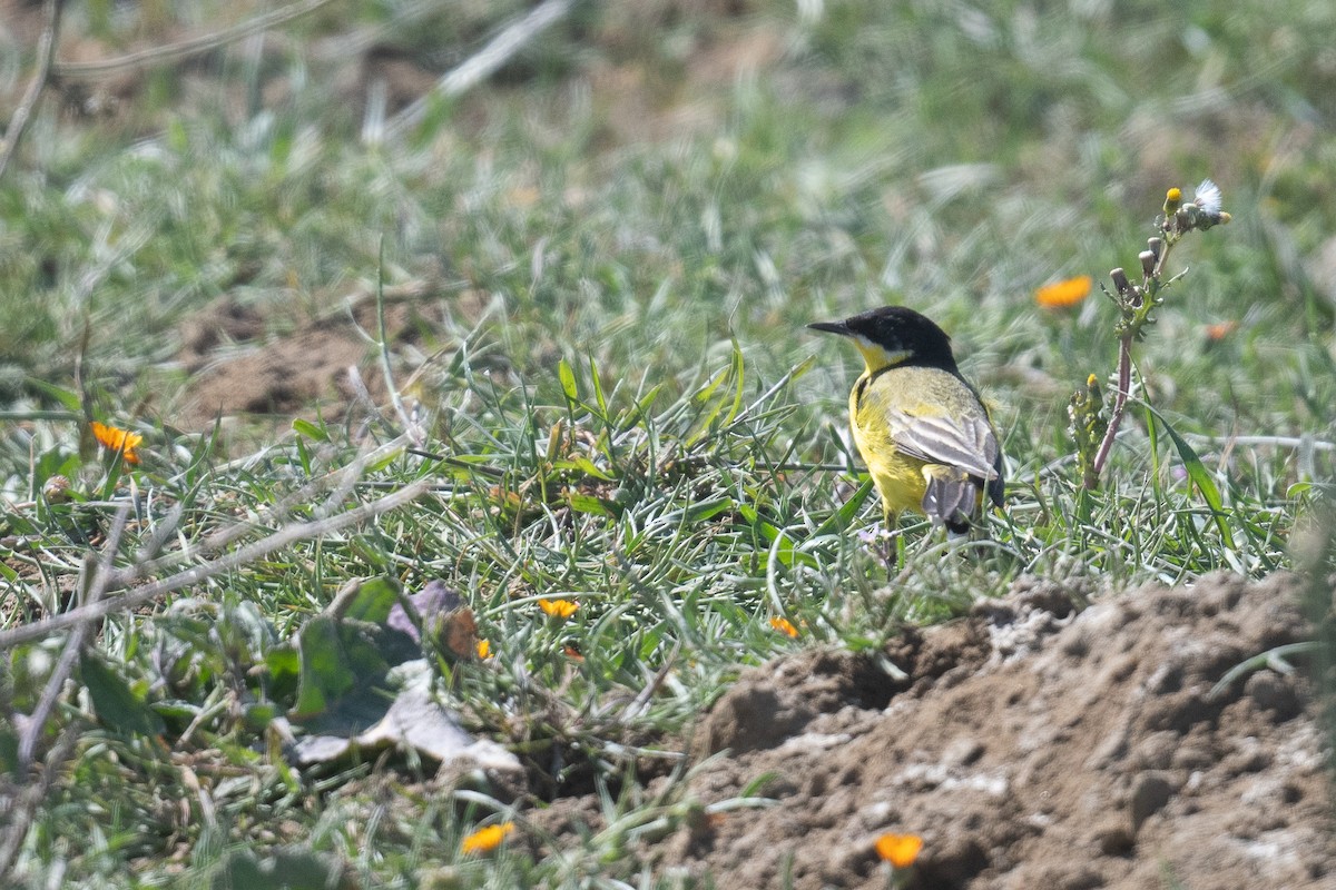 Western Yellow Wagtail (feldegg) - ML633611877