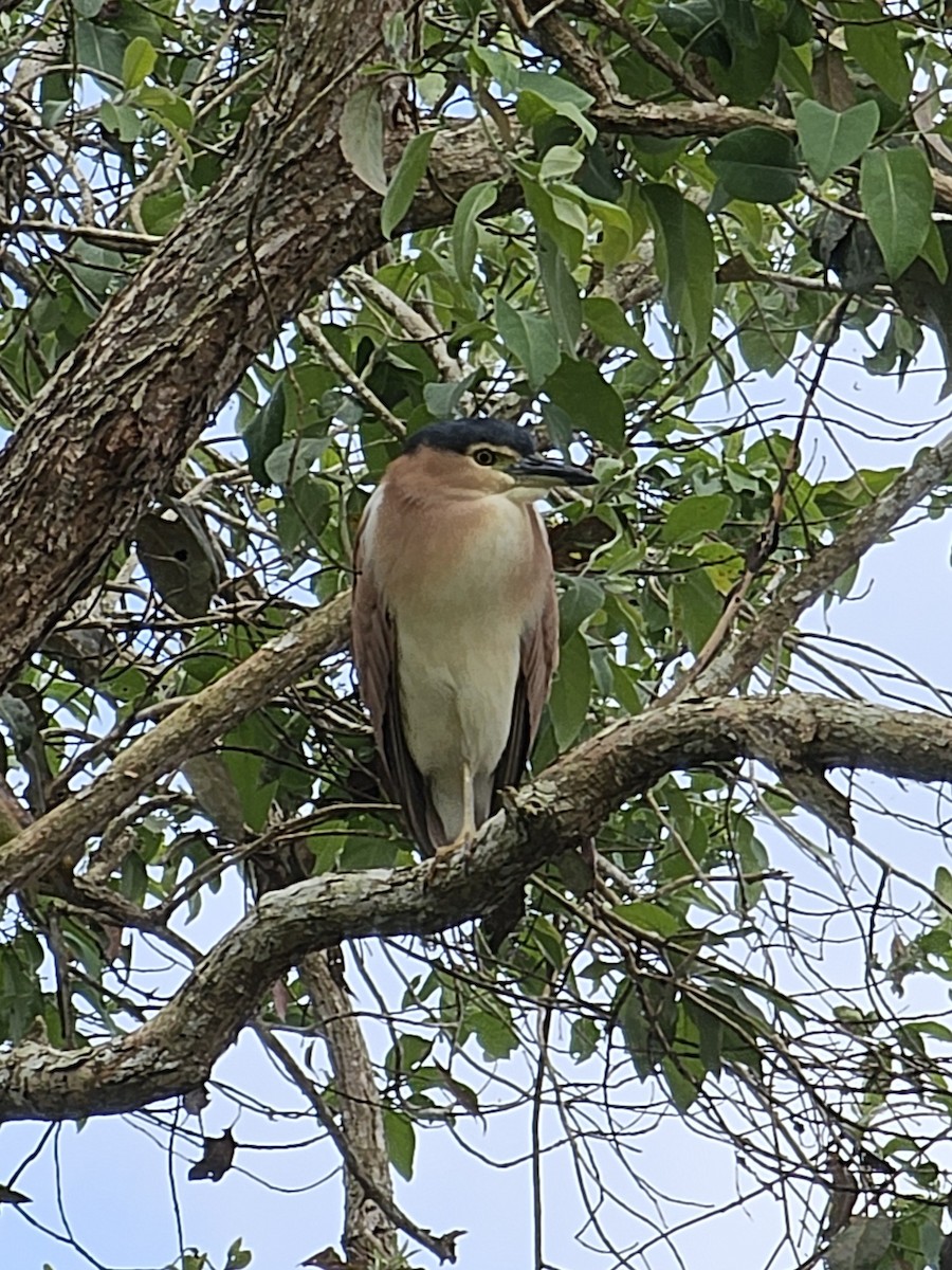 Nankeen Night Heron - Tim Earl