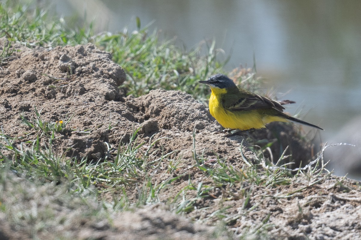 Western Yellow Wagtail (flava) - ML633611909