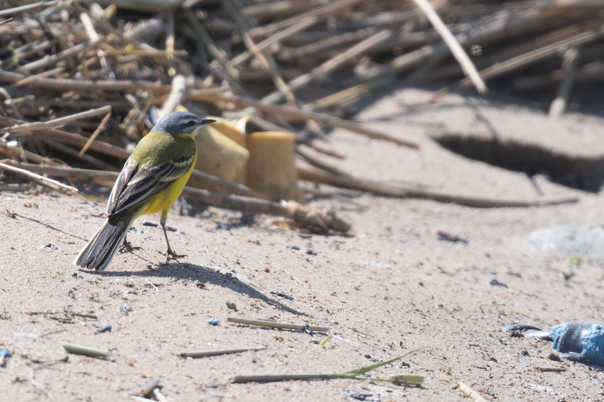 Western Yellow Wagtail (flava) - ML633611911