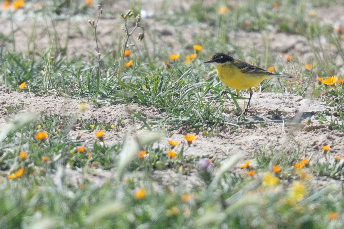 Western Yellow Wagtail (xanthophrys-type intergrade) - ML633611929