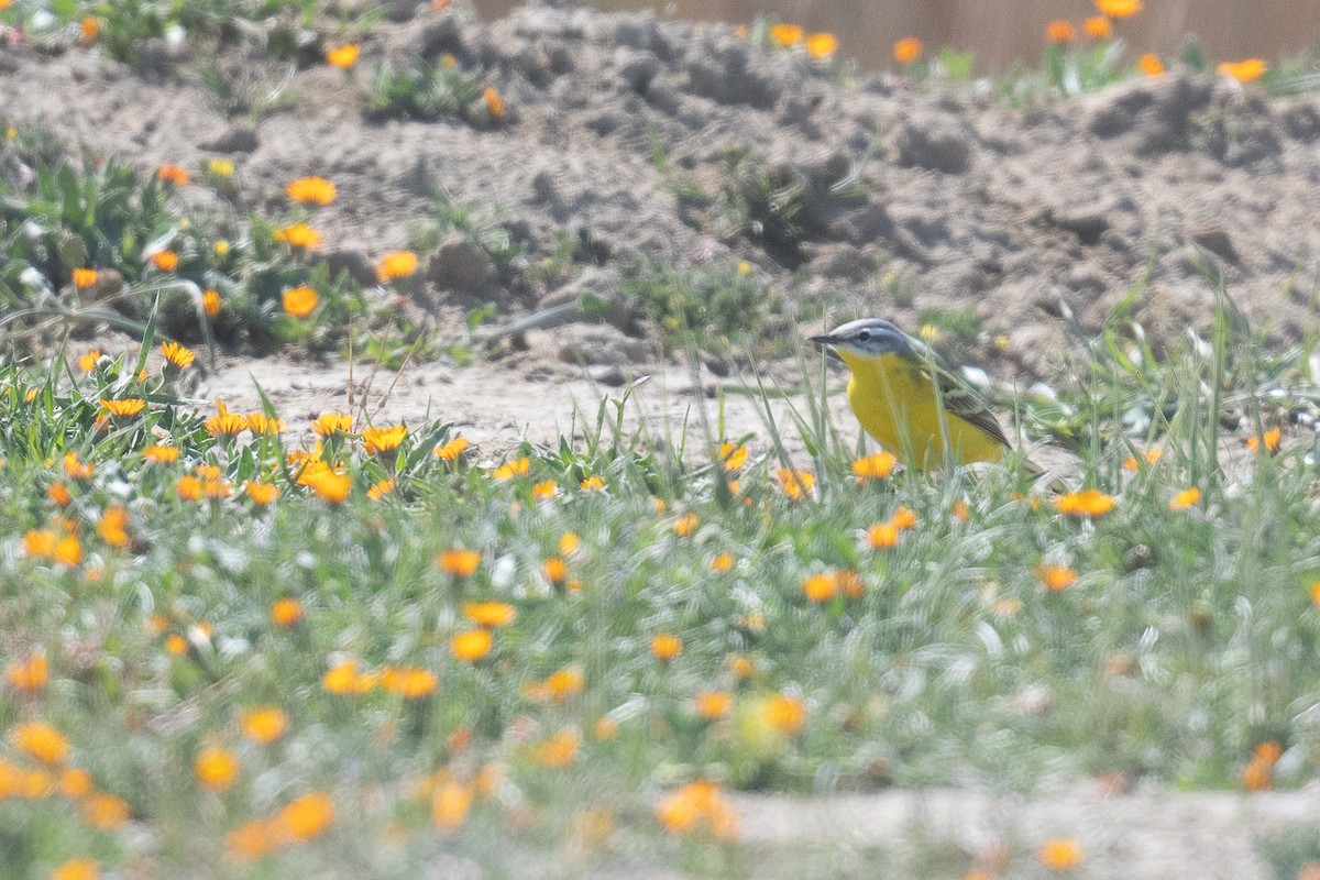 Western Yellow Wagtail (beema) - ML633611935