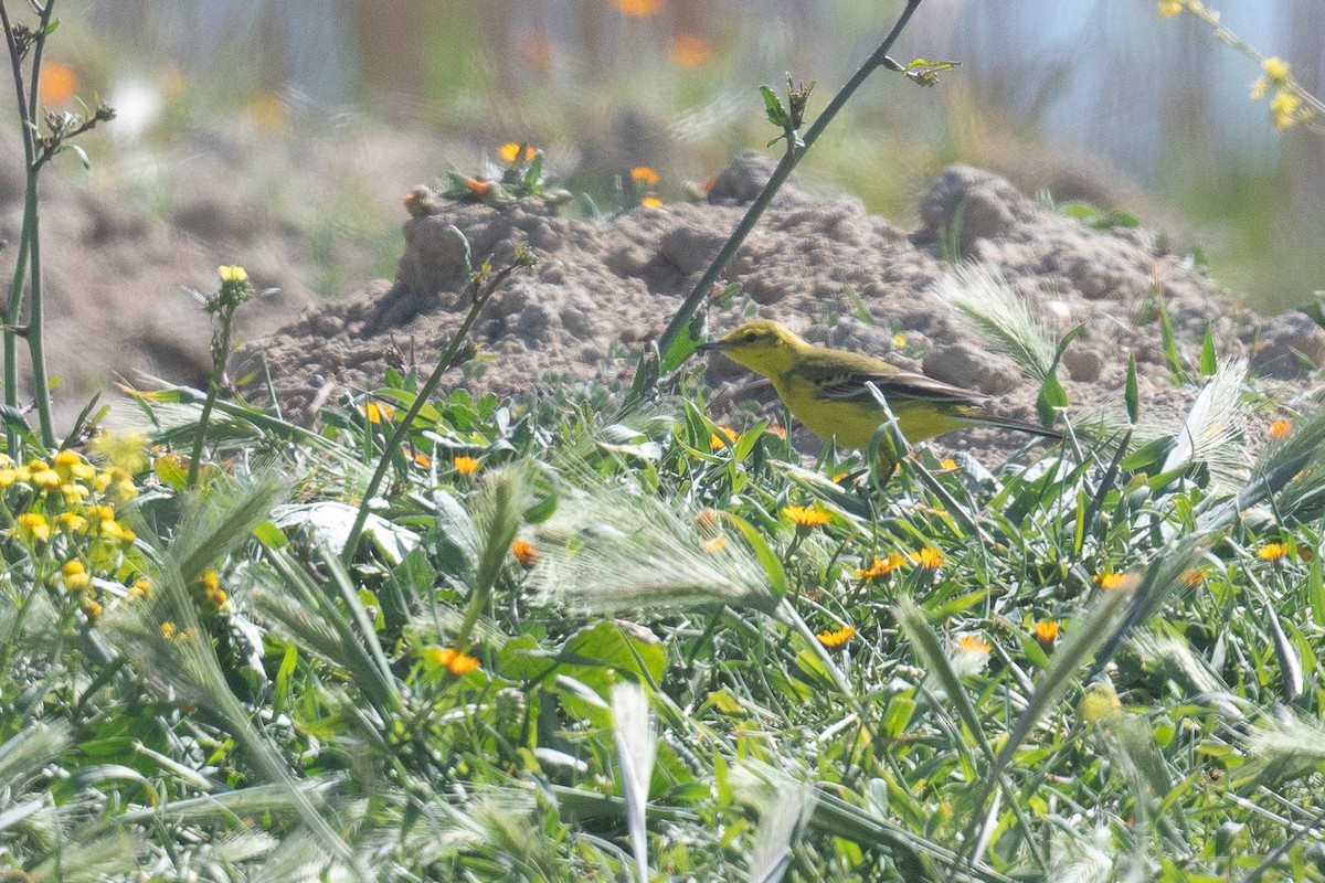 Western Yellow Wagtail (lutea) - ML633611940