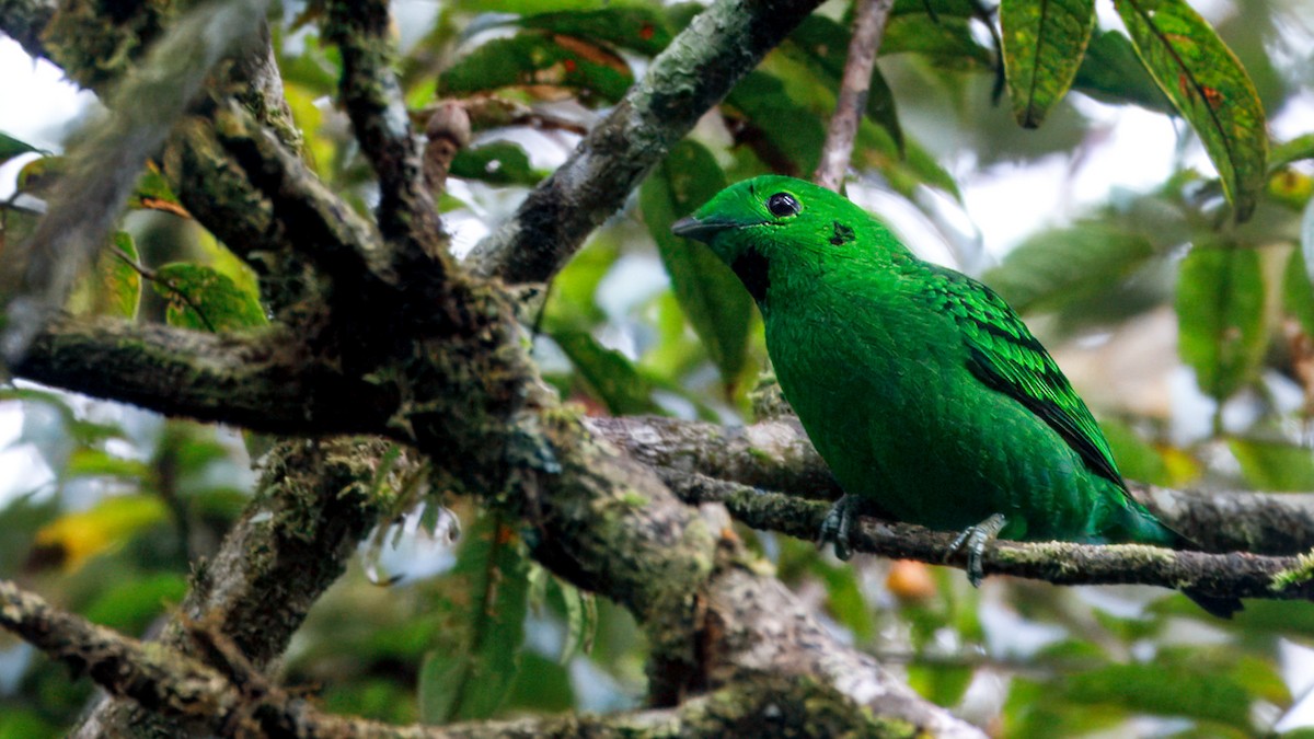 Whitehead's Broadbill - ML633611941