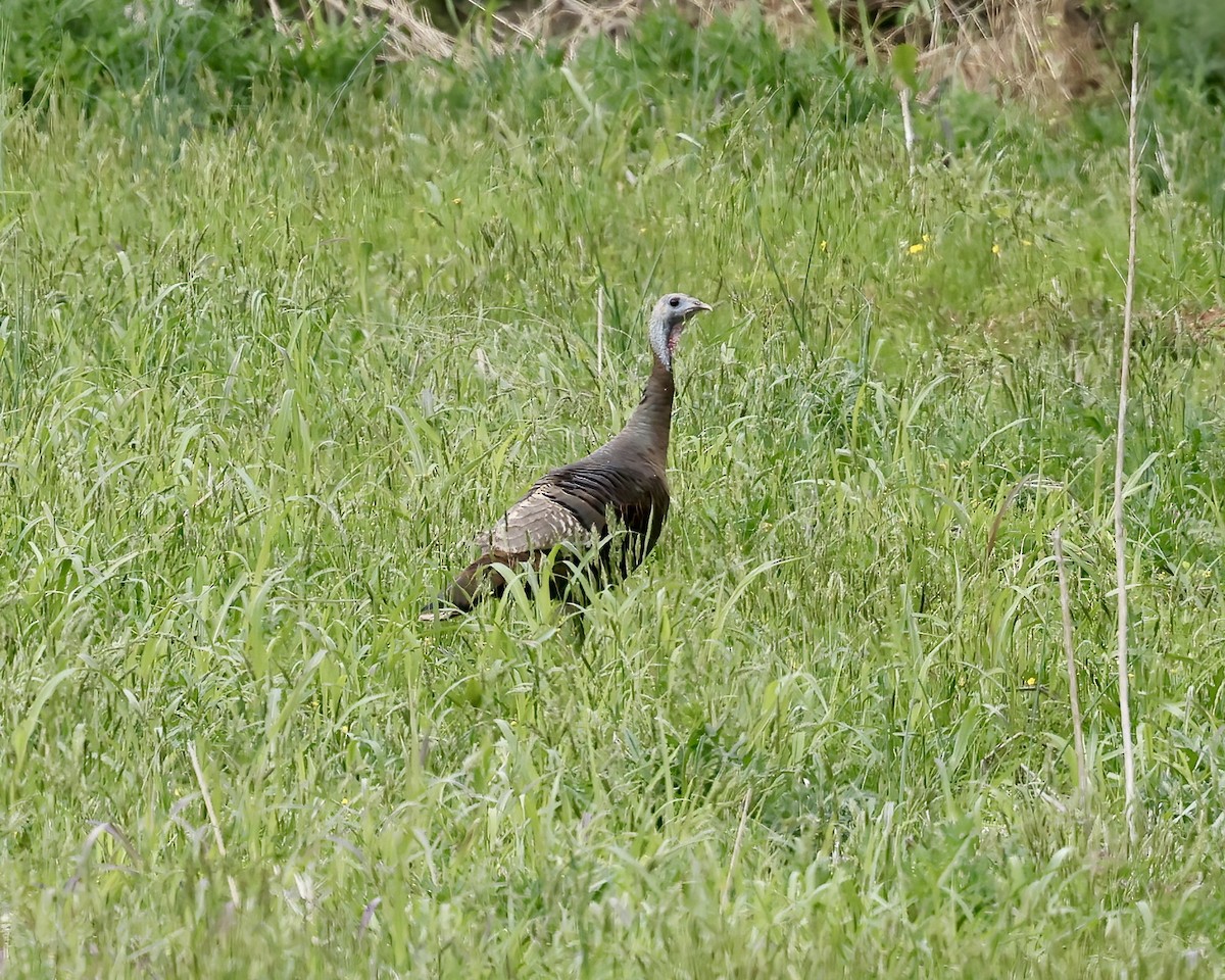 Wild Turkey - ML633611953