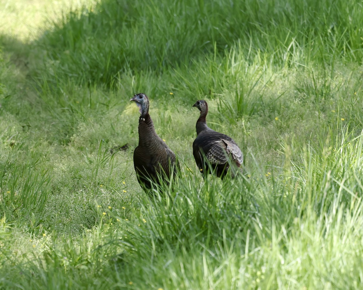 Wild Turkey - ML633611954