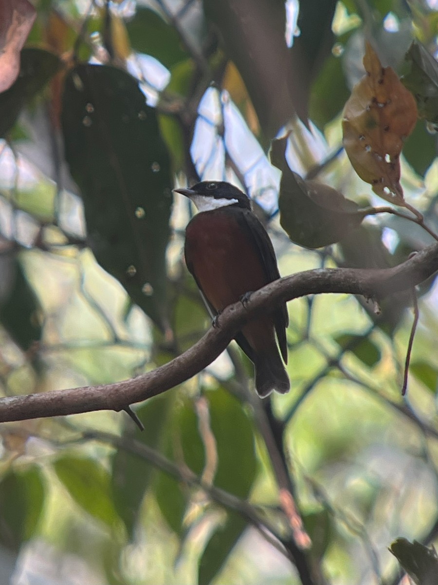 Flame-crowned Manakin - ML633611975