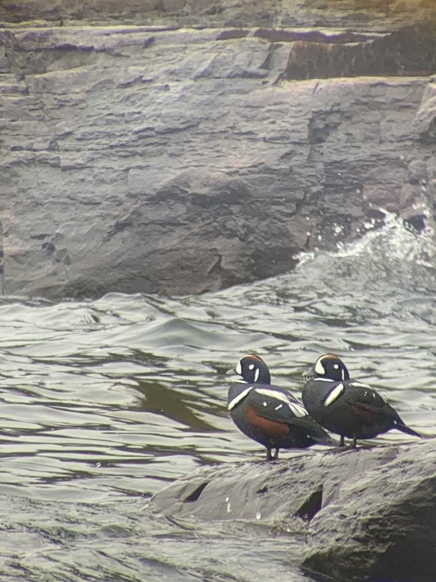 kačka strakatá - ML633612044