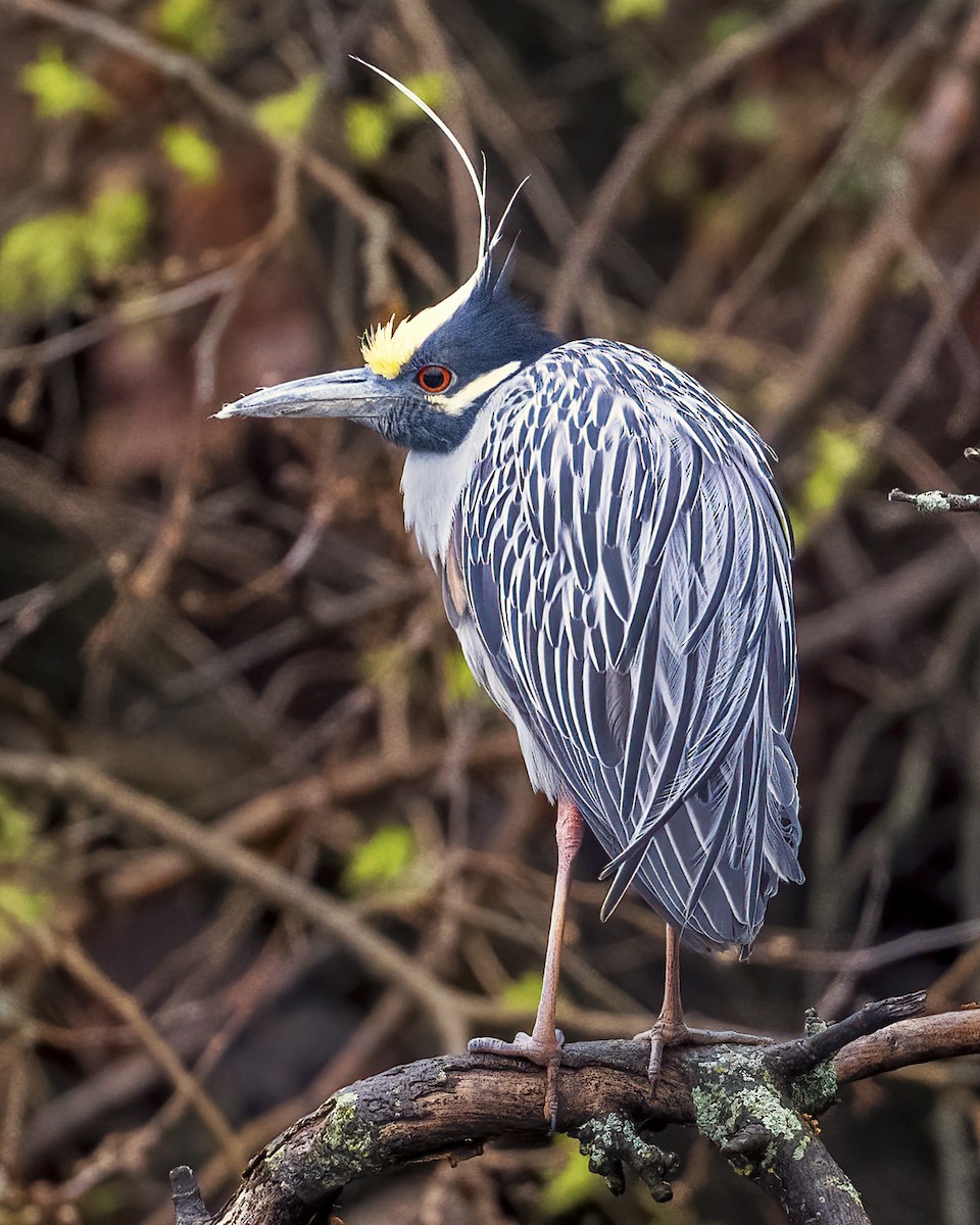 Yellow-crowned Night Heron - ML633612193