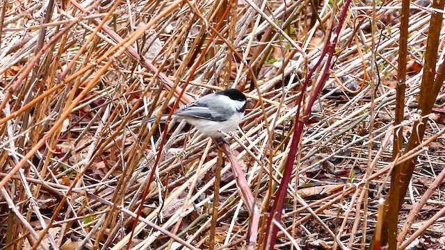 Black-capped Chickadee - ML633612293
