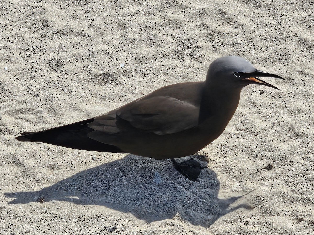 Brown Noddy - ML633612313