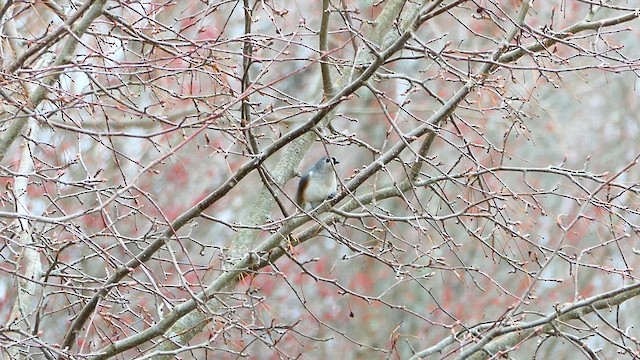 Tufted Titmouse - ML633612333