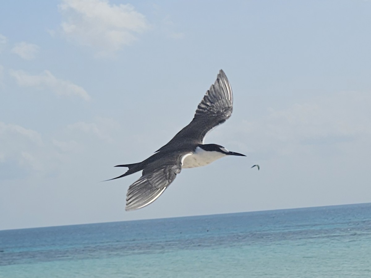 Sooty Tern - ML633612334