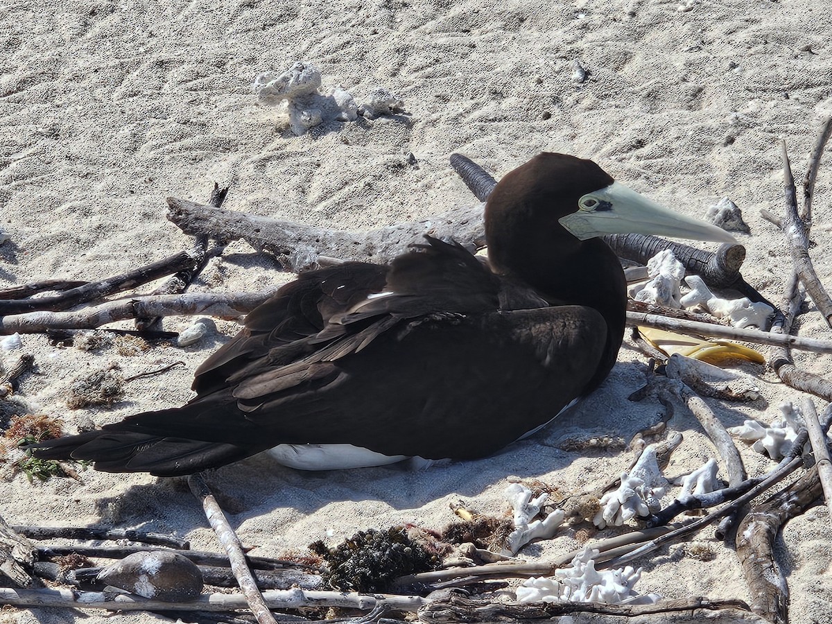 Brown Booby - ML633612355
