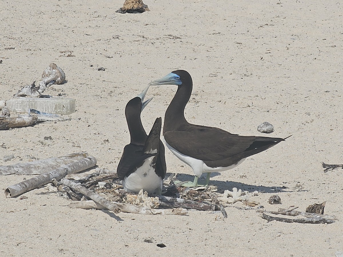 Brown Booby - ML633612356