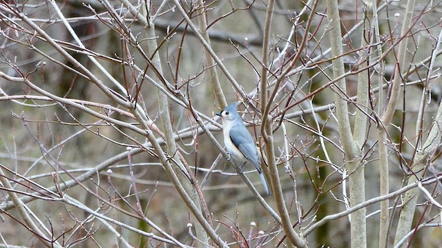 Tufted Titmouse - ML633612380