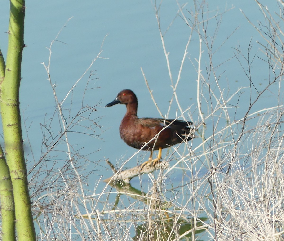 Cinnamon Teal - ML633612427