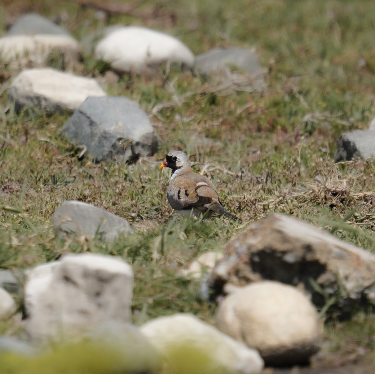 Namaqua Dove - ML633612537