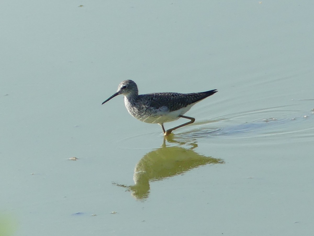 Greater Yellowlegs - ML633612616