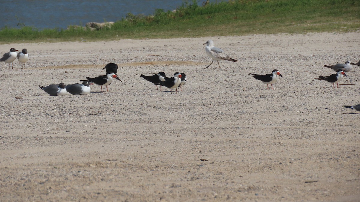 Black Skimmer - ML633612630