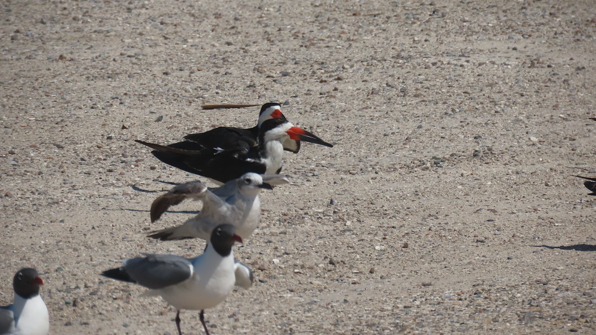 Black Skimmer - ML633612631