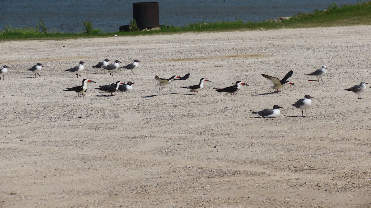 Black Skimmer - ML633612632
