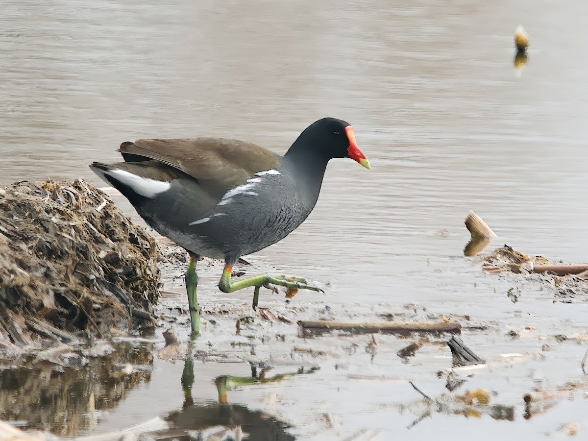 アメリカバン - ML633612709